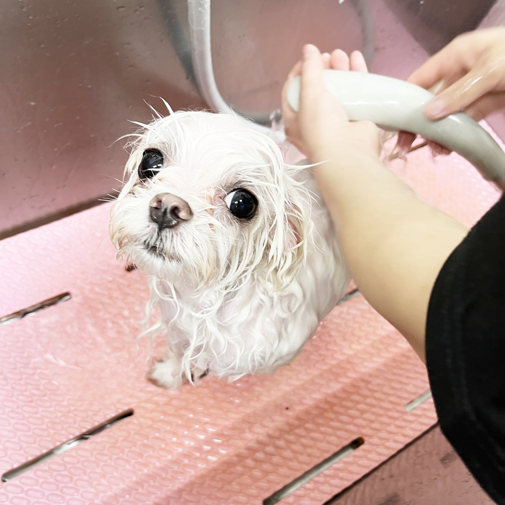 お客様の愛犬をトリミング！①